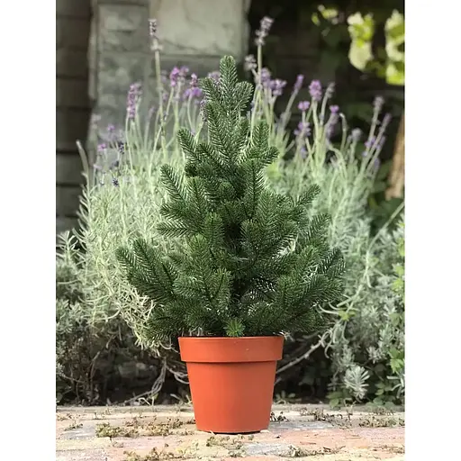 Елка Hvoya Traditional литая в горшке 50 см зеленая новинка - фото 9