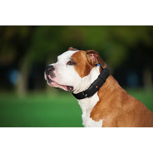 Ошейник для собак кожаный Waudog Glamour с QR-паспортом без украшений L Ш 25 мм Д 38-49 см черный - фото 6