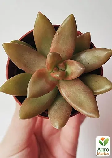 Очиток "Нуссбаумера" (Sedum nussbaumerianum) (182496) 1 саженец - фото 3