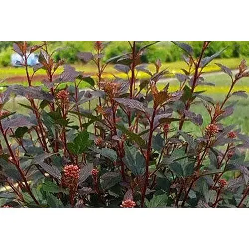 Пухироплідник калинолистий "Little Joker" С2 висота 20-40см (185593) 1 саженец - фото 1