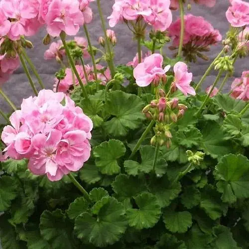 Пеларгонія зональна Quality Line "Emilia" (185002) 1 саженец - фото 1