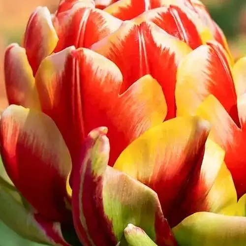 Тюльпан "Cannonball" (186230) 2 шт - фото 1