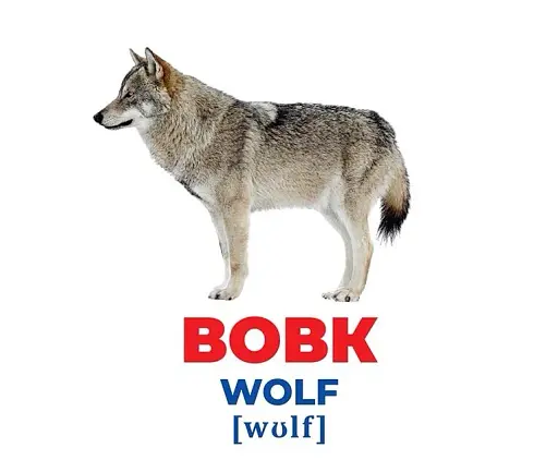 Тварини України. Геній з пелюшок - фото 2