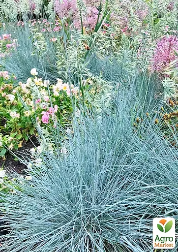 Ерагростіс "Blue Eros" вазон С1.5 (178087) 1 саджанець - фото 3