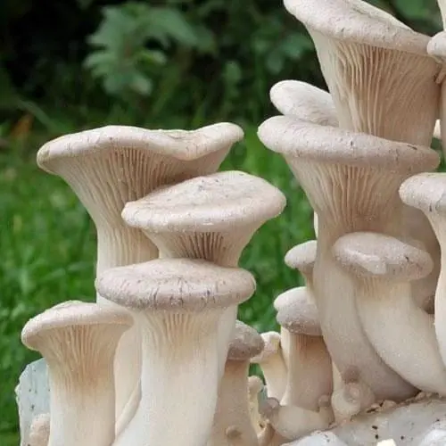 Сухий зерновий міцелій "Глива королівська" 10г (45490) - фото 1