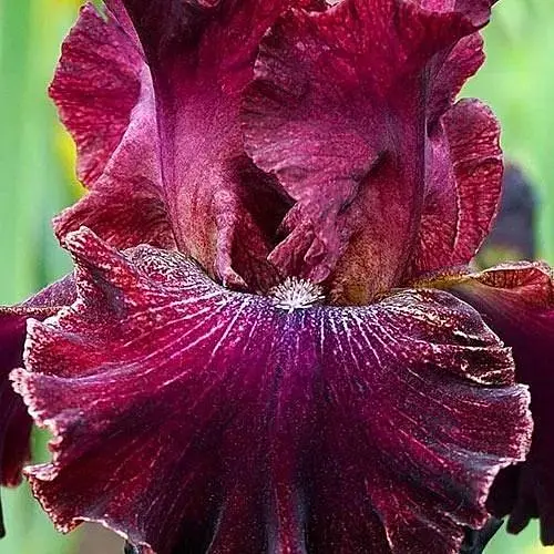 Ірис бородатий великоквітковий "Pep Rally" 1 шт (41132) - фото 1