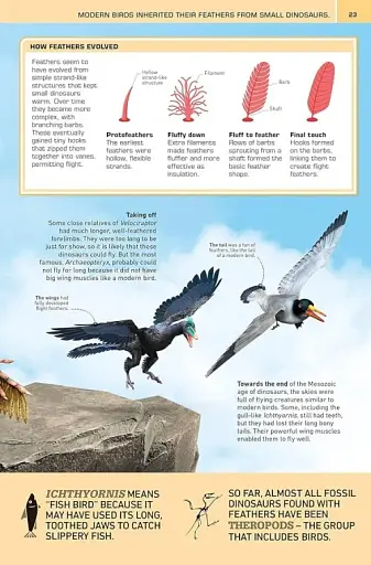 1000 Amazing Dinosaur Facts - фото 3