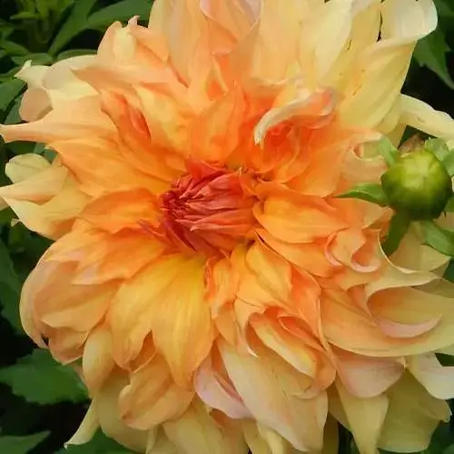 Георгина "Big Bro" (гигантский цветок) (189893) 1 шт - фото 1