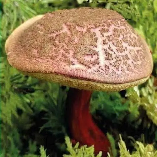 Сухий зерновий міцелій "Моховик Тріщинуватий" 10г (113393) - фото 1