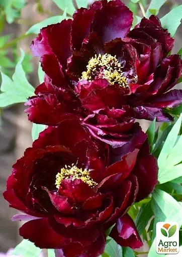 Пион древовидный "Black Panther" (49755) (Корневище) 1 шт - фото 2