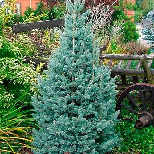 Ялиця щеплена Agro-Market 2-х річна гірська Compacta С1 висота 20-25 см 187444 1 саджанець в упаковці - фото 1