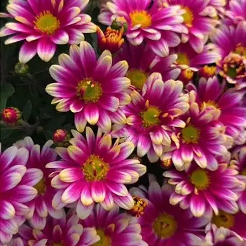 Хризантема мультифлора куляста "Picto Violet Blanc" (189654) 1 саженец - фото 1