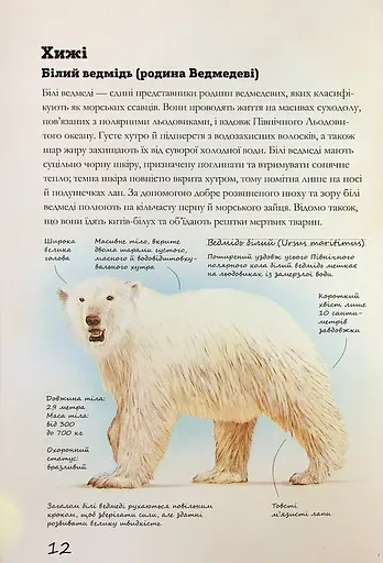 Морські тварини світу. Нотатки, малюнки та спостереження про тварин, що живуть в океані - фото 14