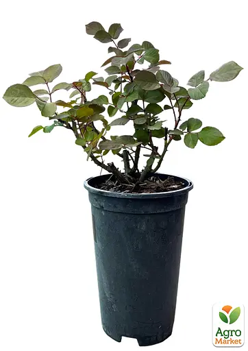 Роза в контейнере чайно-гибридная "Grande Amore" (садник класса АА+) (185750) 1 саженец - фото 2