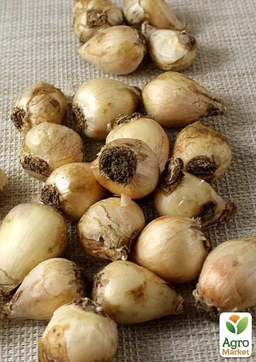 Мускари "Ocean Magic" 5 шт (17202) - фото 2