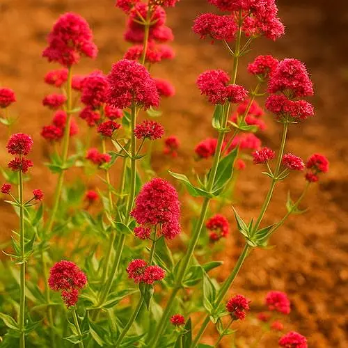 Валериана красная "Ruber" вазон С2 (183702) 1 саженец в упаковке - фото 1