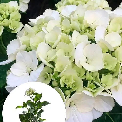 Гортензія крупнолиста 2-річна "White Spirit" висота саджанця 20-40см (186194) 1 саженец - фото 3