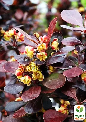 Барбарис Тунберга 3-х річний "Helmond Pillar" С3 висота саджанця 40-50см (185276) 1 саженец - фото 4