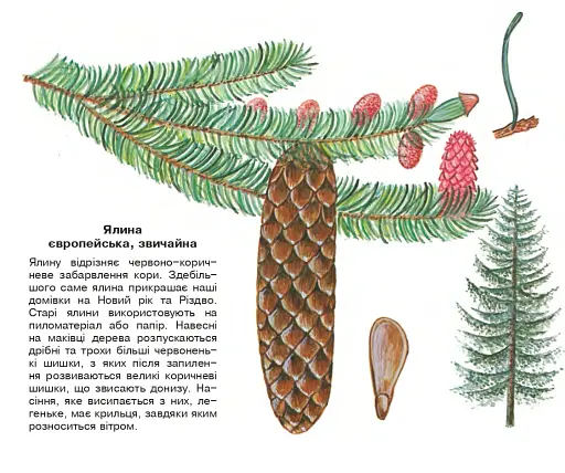Хвойні дерева. Навчальна книжка-розмальовка - фото 2
