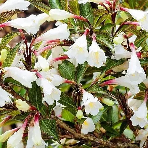 Вейгела квітуча 2-річна "Black and White" С2 висота 20-40см (188048) 1 саженец - фото 1