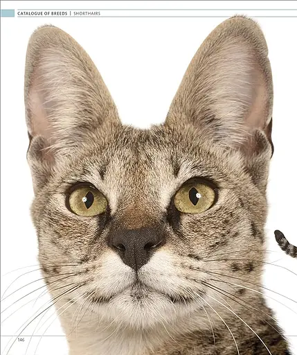 The Cat Encyclopedia - фото 6