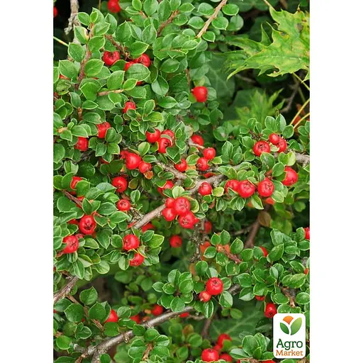 Кизильник Даммера "Major", С2 (187652) 1 саджанець в упаковці - фото 2