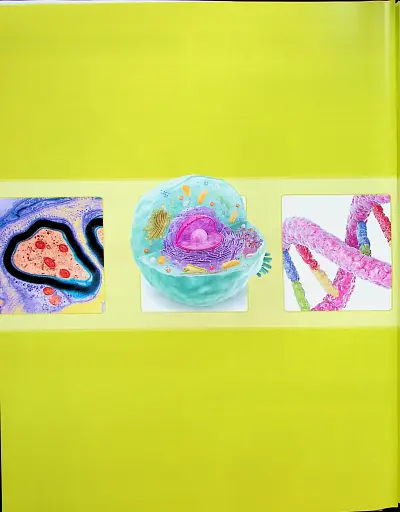 Енциклопедія знань. Тіло людини - фото 5