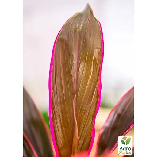 LMTD Кордилина Agro-Market Tango 35-45см (178897) 1 саженец в упаковке (комнатный) Нидерланды - фото 2