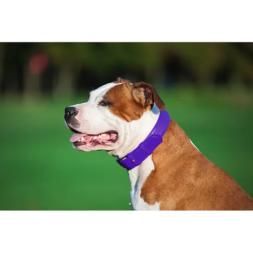 Ошейник для собак кожаный Waudog Glamour с QR-паспортом без украшений L Ш 25 мм Д 38-49 см фиолетовый - фото 5