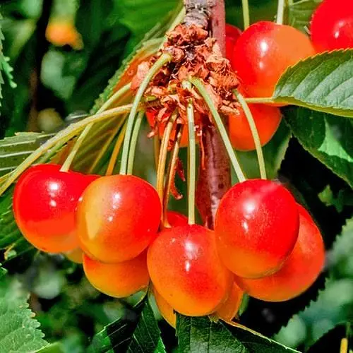 Черешня рожева "Райнер" укорінена в контейнері (саджанець 2 роки) (178606) 1 саджанець в упаковці - фото 1