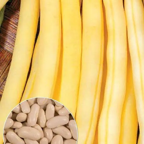 Квасоля спаржева "Золота Сакса" ТМ "Весна"  15г (22316) - фото 1