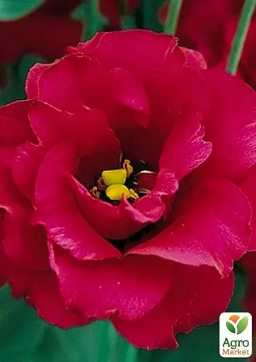 Эустома махровая "Arena Red" укоренена в контейнере Р9 (51986) 1 саженец - фото 3