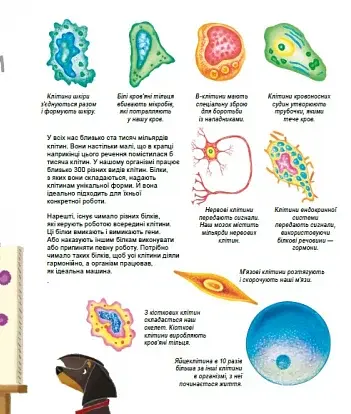 X та Y, дівчинка або хлопчик? - фото 3