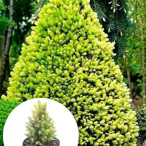 Ялина 2-х річна Agro-Market канадська біла Rainbows End вазон С1.5 висота 15-20 см 102160 1 саджанець в упаковці - фото 1