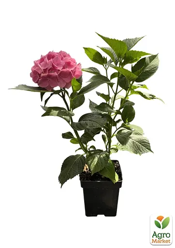 Гортензія крупнолиста 2-річна "Gertrud Glahn" висота саджанця 20-40см (186195) 1 саженец - фото 2