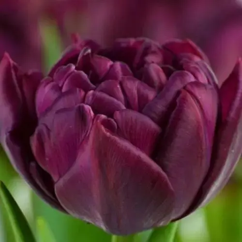 Тюльпан "Alison Bradley" (186226) 2 шт - фото 1
