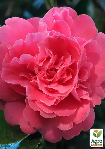 Камелия японская "Триумфаны" (181741) 1 саженец - фото 3