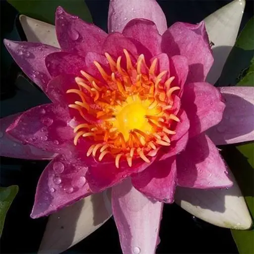 Німфея Метеор Корневище 1 саженець (40252) - фото 1