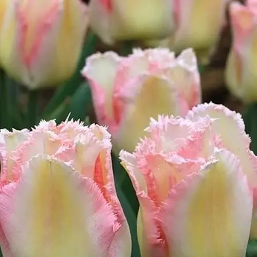 Тюльпан «Lingerie» (63172) 2 шт - фото 1