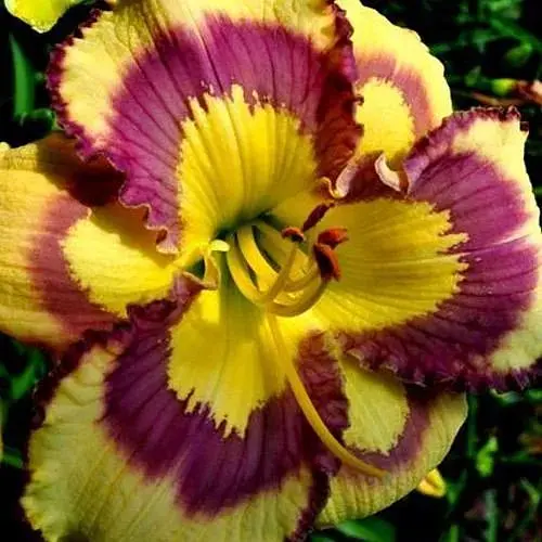 Лилейник "Violet Stained Glass" (сортовой укорененный в контейнере С1,2) (186018) 1 саженец - фото 1