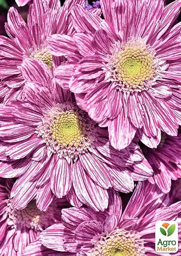 Хризантема кустовая среднецветковая "Artistic Sweet" (177060) 1 саженец - фото 2