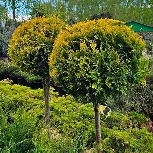 Туя западная на штамбе Europe Gold С5, высота 60-75 см (188113) 1 саженец в упаковке - фото 1