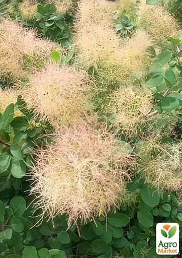 Скумпия обыкновенная (Cotinus Coggygria) высота 40-50см (188698) 1 саженец - фото 2