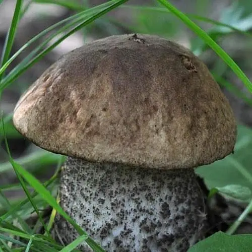 Сухий зерновий міцелій "Підберезовик звичайний" 10г (45502) - фото 1