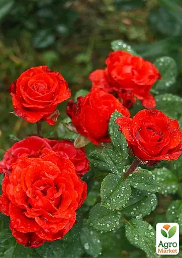 Роза в контейнере чайно-гибридная "El Toro" (саженец класса АА+) (180838) 1 саженец - фото 4