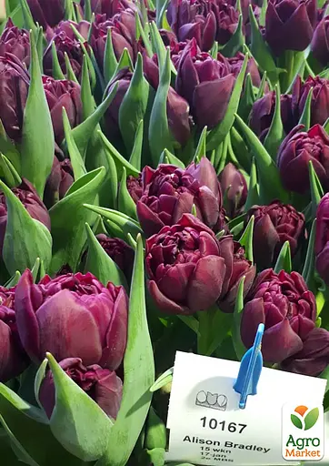 Тюльпан "Alison Bradley" (186226) 2 шт - фото 2