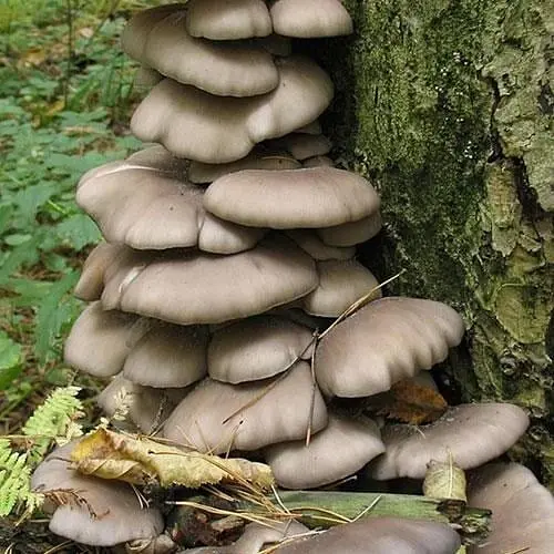 Сухий зерновий міцелій "Глива звичайна" 100г (45185) - фото 1