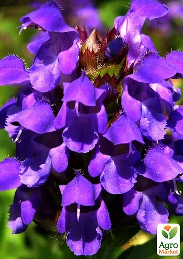 Прунелла великоквіткова "Pagoda Violet" (Чорноголівка морозостійка) (189553) 1 саженец - фото 2