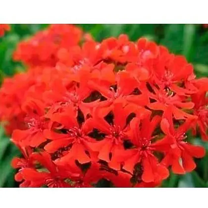 Лихнис Весна 3г (13291) - фото 1