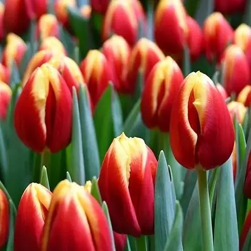 Тюльпан "Dow Jones" (186301) 2 шт - фото 1